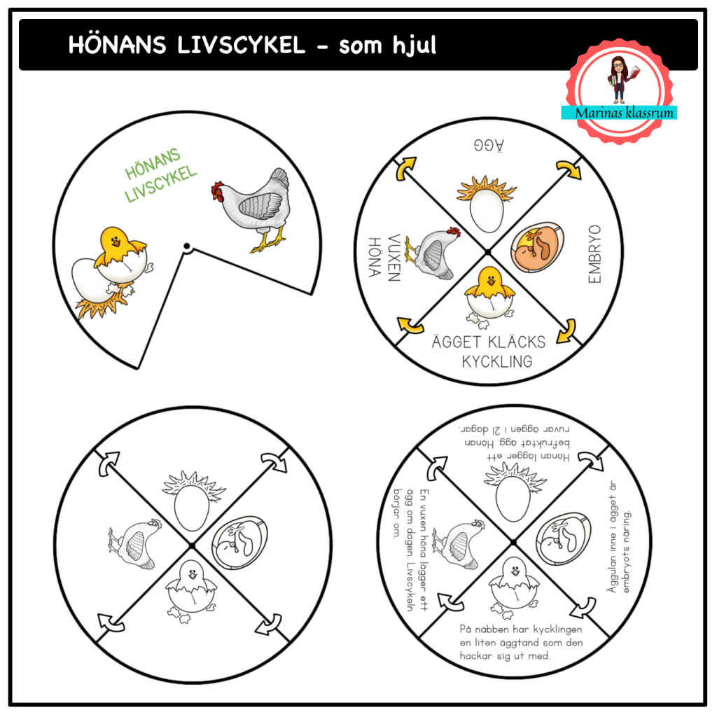 Hönans livscykel – som hjul