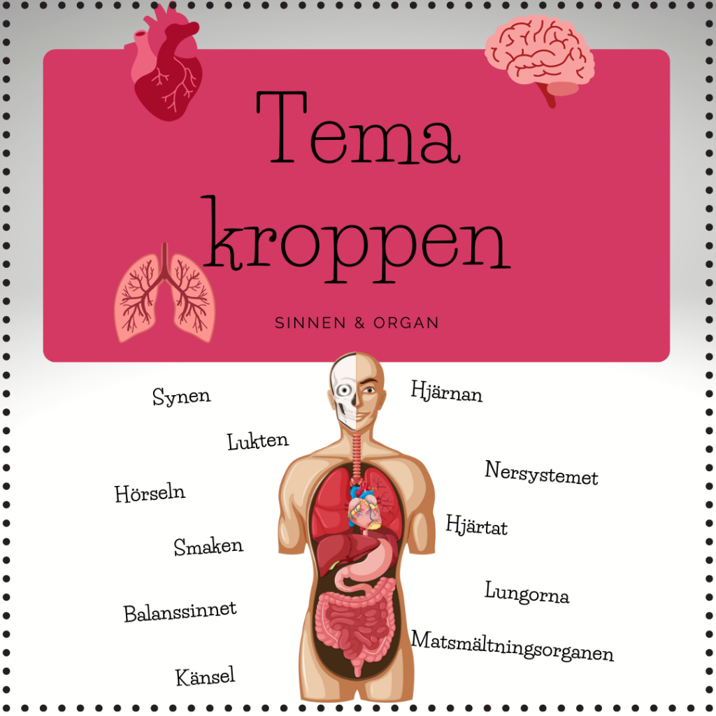 Tema kroppen – organ och sinnen (faktablad)