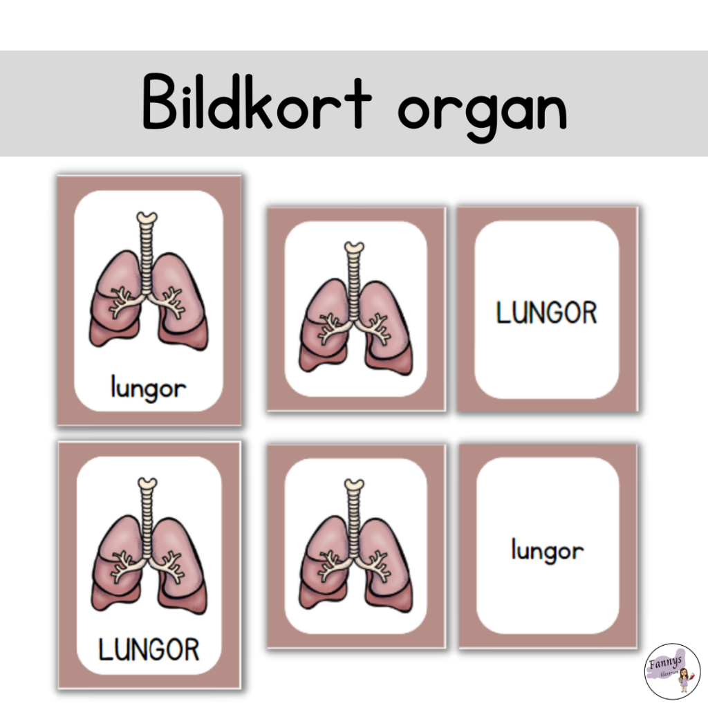 Begreppskort med 15 organ