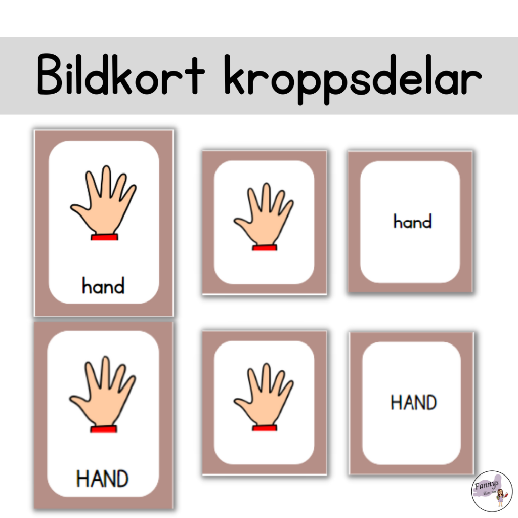 Begreppskort med 23 kroppsdelar