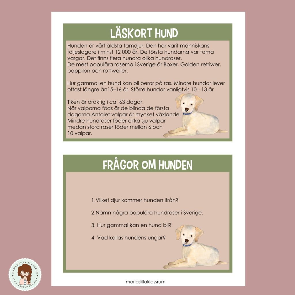 Husdjur – hund, katt och kanin