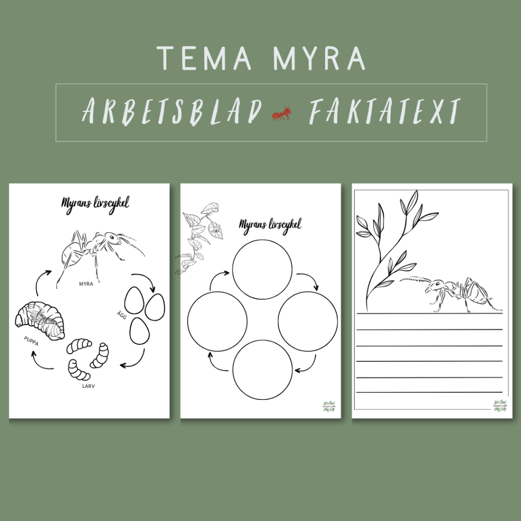 Myrans livscykel