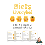 Biets livscykel - bild 1