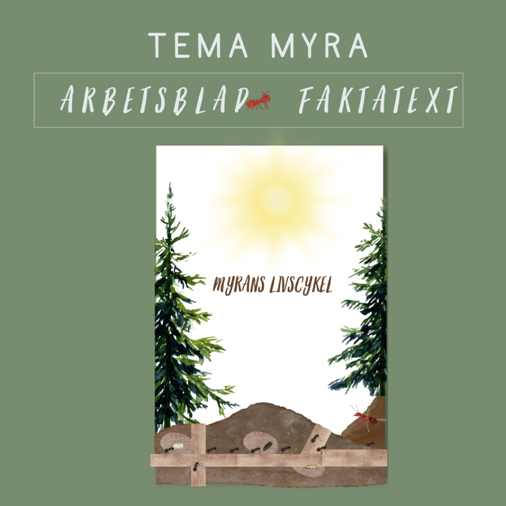 Myrans livscykel egen faktatext