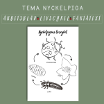 Nyckelpigans livscykel - bild 1