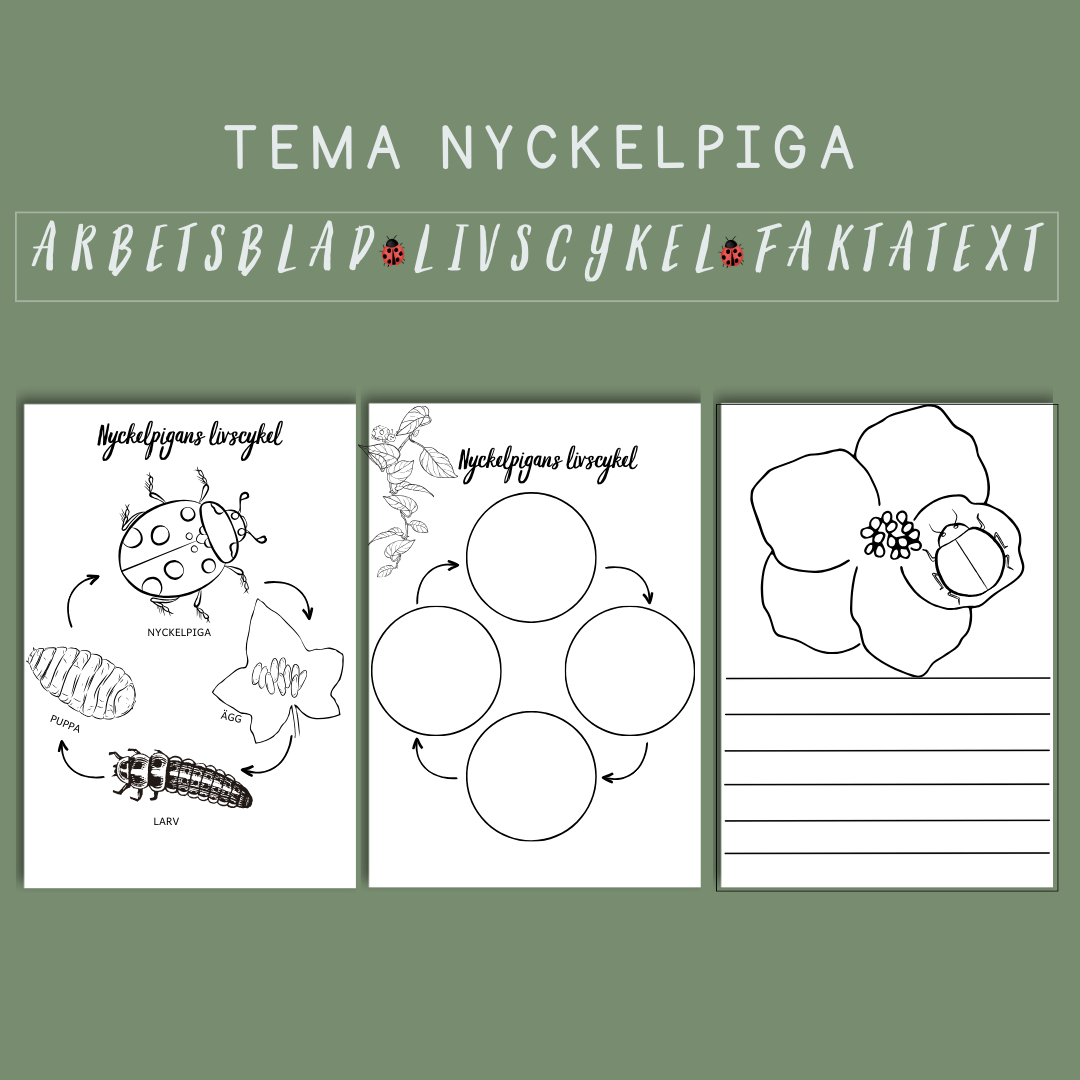 Nyckelpigans livscykel