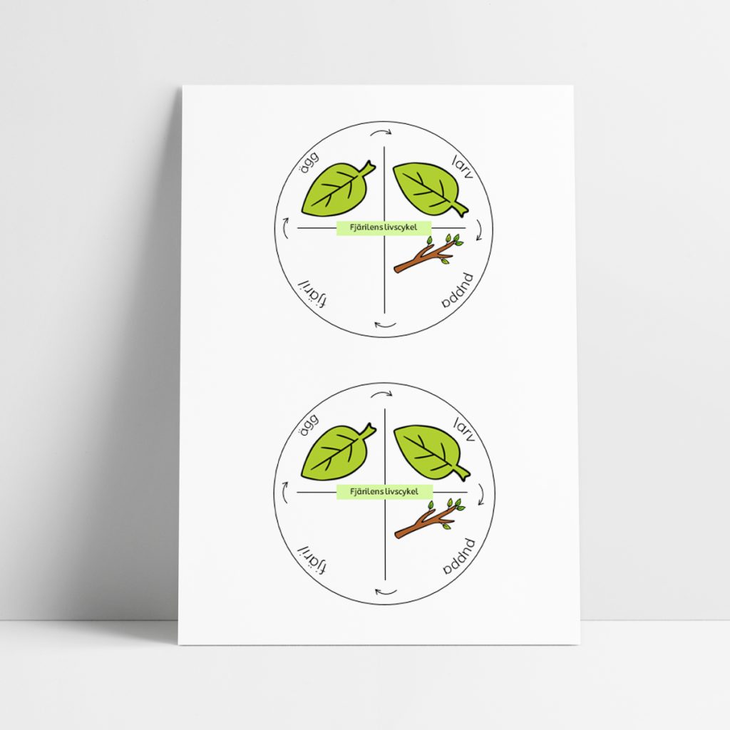 Fjärilens livscykel