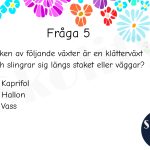 Tipspromenad – Sommartema, Växter – A5 - bild 2