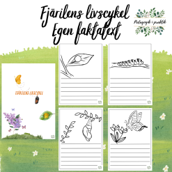 Fjärilens livscykel egen faktatext