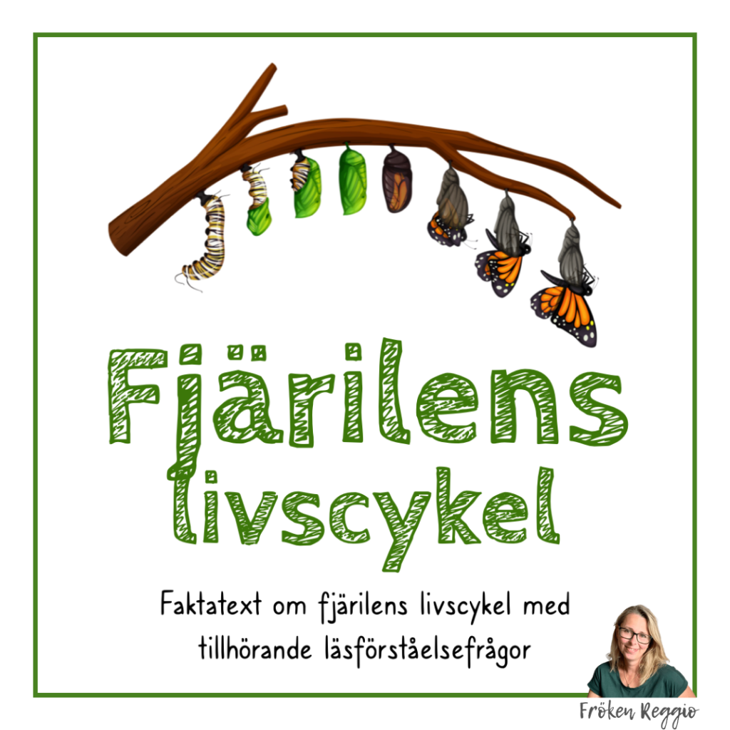 Fjärilens livscykel