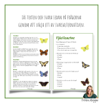 Våra vanligaste fjärilar - bild 2