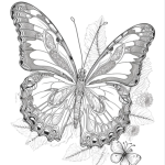 Målarbok fjärilar - bild 12