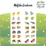 Matcha Grodorna - bild 1