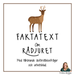 Faktatext om Rådjuret - bild 1