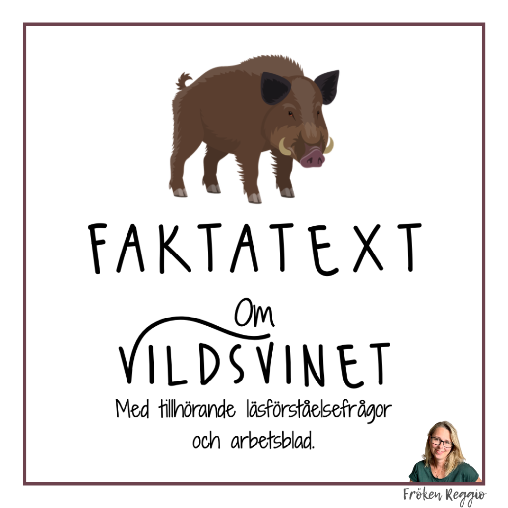 Faktatext om Vildsvinet