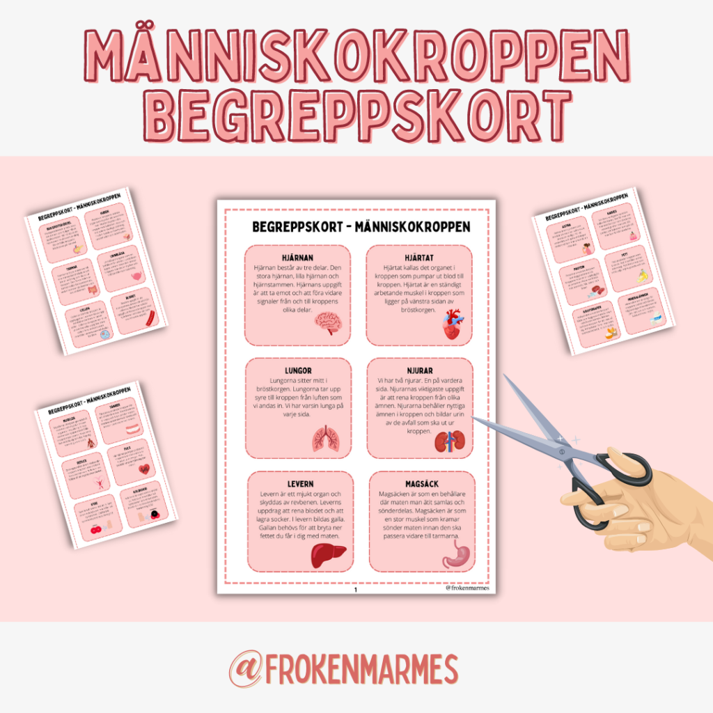 Begreppskort – Människokroppen