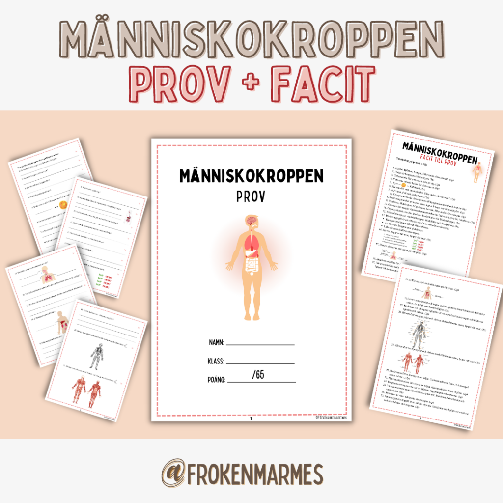 Prov + Facit – Människokroppen