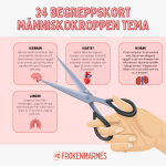 Begreppskort – Människokroppen - bild 2