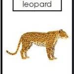 Gruppera eleverna med djurtema! - bild 4