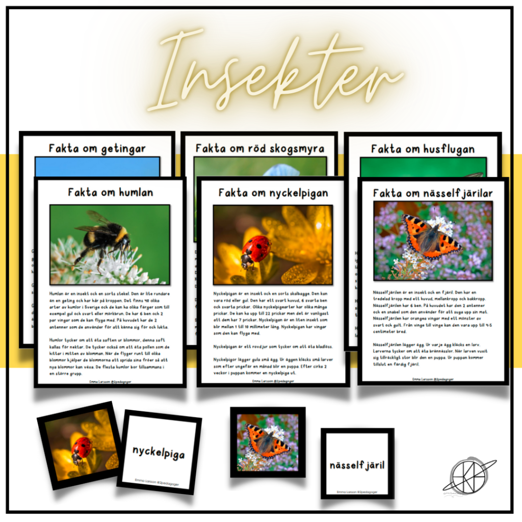 Insekter – faktatexter och memory