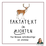 Faktatext om Hjorten - bild 1