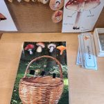 Fakta om svampar - bild 3