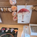 Fakta om svampar - bild 2