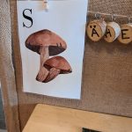 Fakta om svampar - bild 4