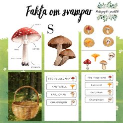 Fakta om svampar