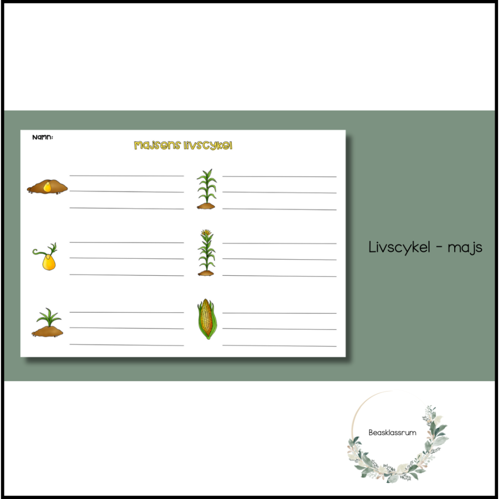 Livscykel majs