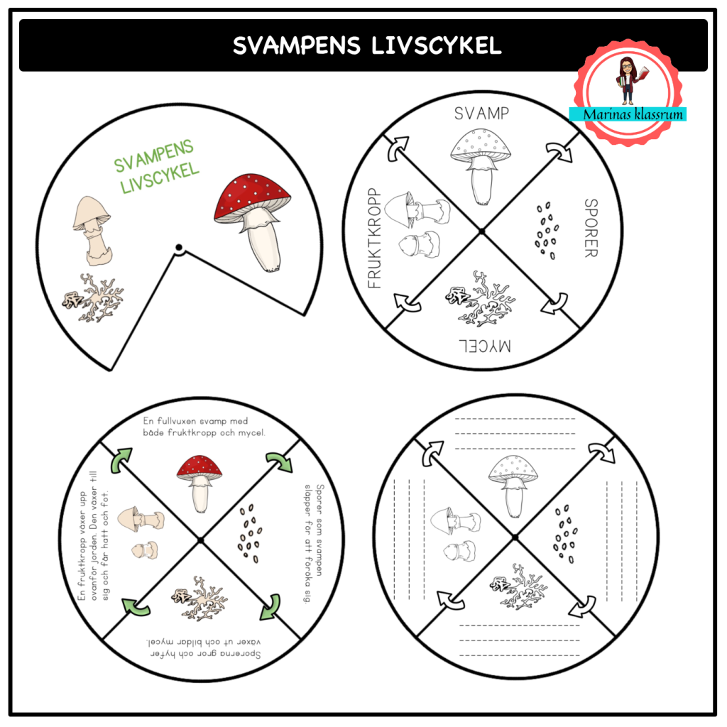 Svampens livscykel