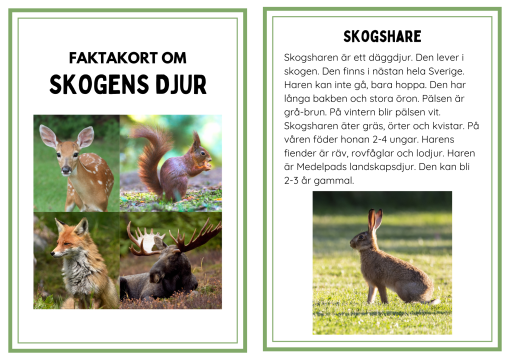 Faktakort om skogens djur