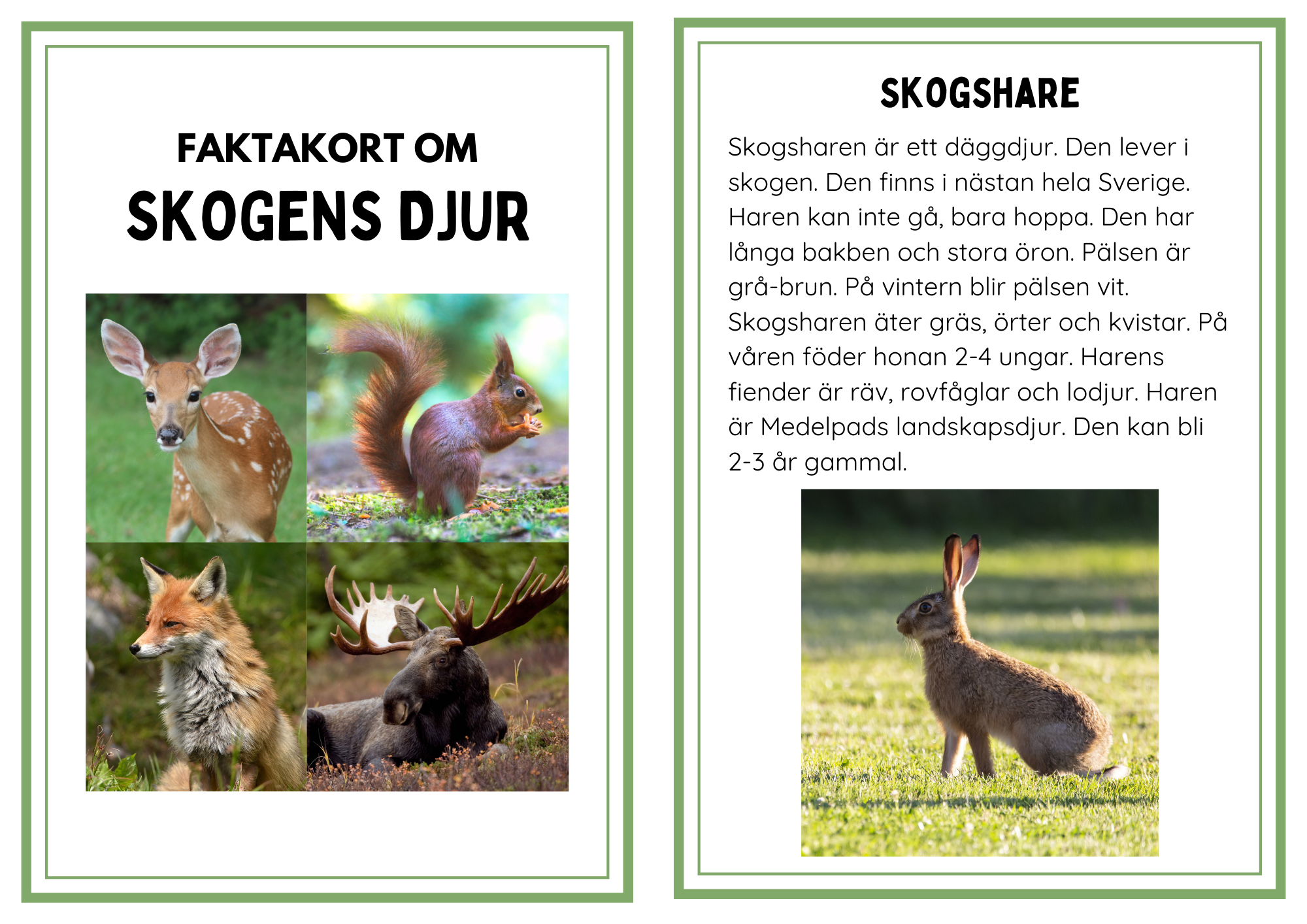 Faktakort Om Skogens Djur Teach Academy Faktakort Om Skogens Djur Teach Academy