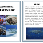 Faktakort om havets djur - bild 2