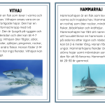 Faktakort om havets djur - bild 3