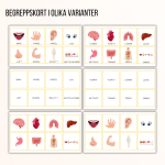 Materialpaket – kroppen - bild 3