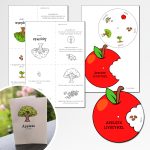 Äpplets livscykel – materialpaket - bild 4