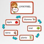 Äpplets livscykel – materialpaket - bild 5