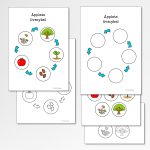 Äpplets livscykel – materialpaket - bild 6