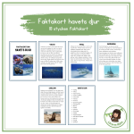 Faktakort om havets djur - bild 1
