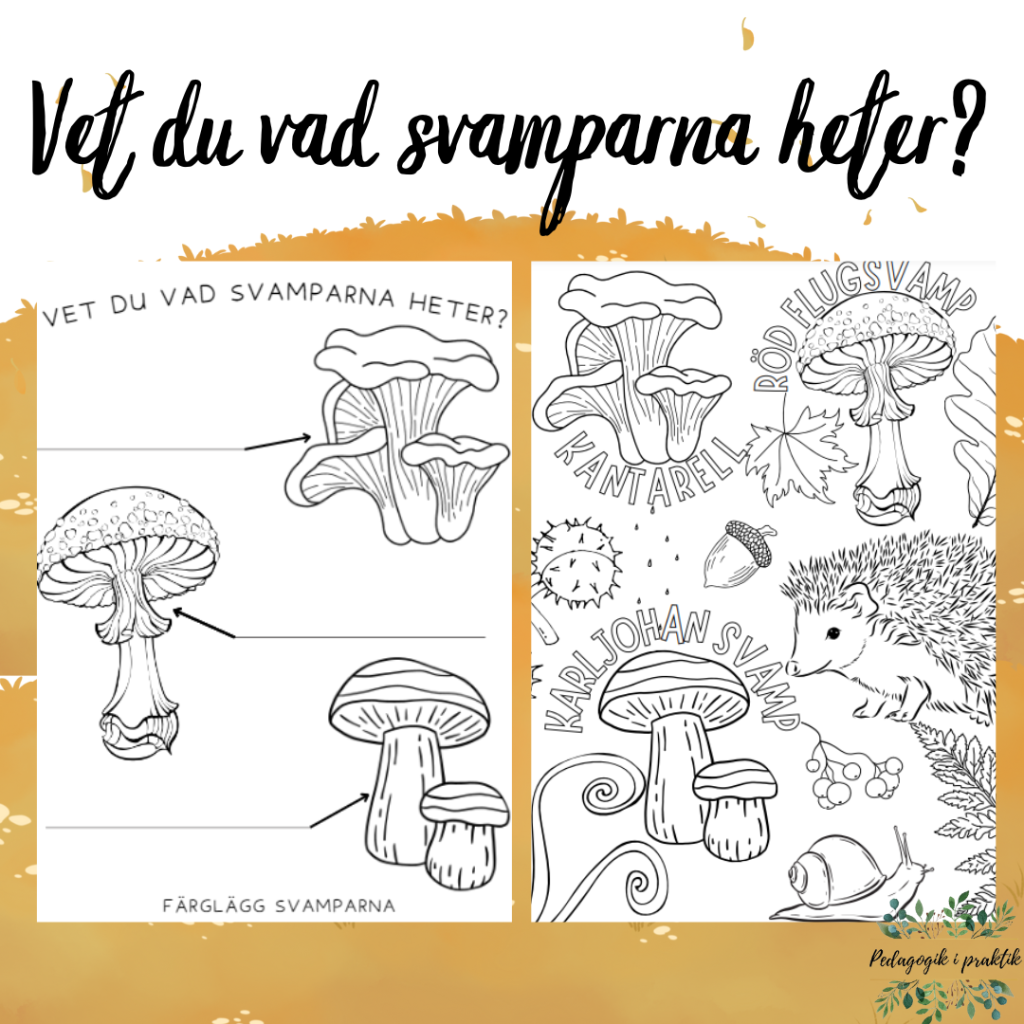 Vet du vad svamparna heter?