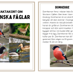Faktakort svenska fåglar - bild 2
