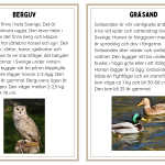 Faktakort svenska fåglar - bild 3