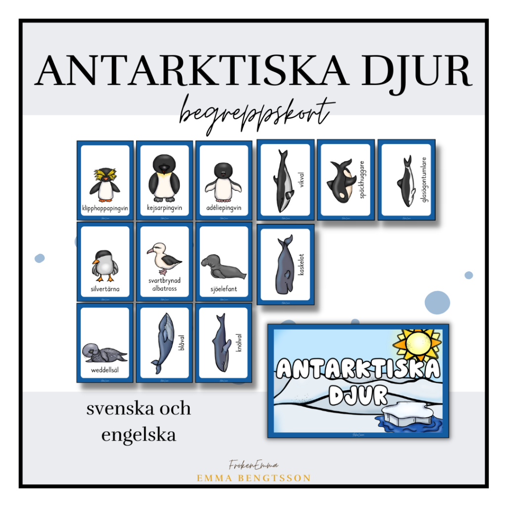 Antarktiska djur – begreppskort