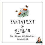 Faktatext om Humlan - bild 1