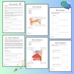 Stort häfte i NO: Om kroppen! - bild 3