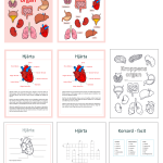 Kroppens organ: Fakta- och arbetshäfte - bild 2