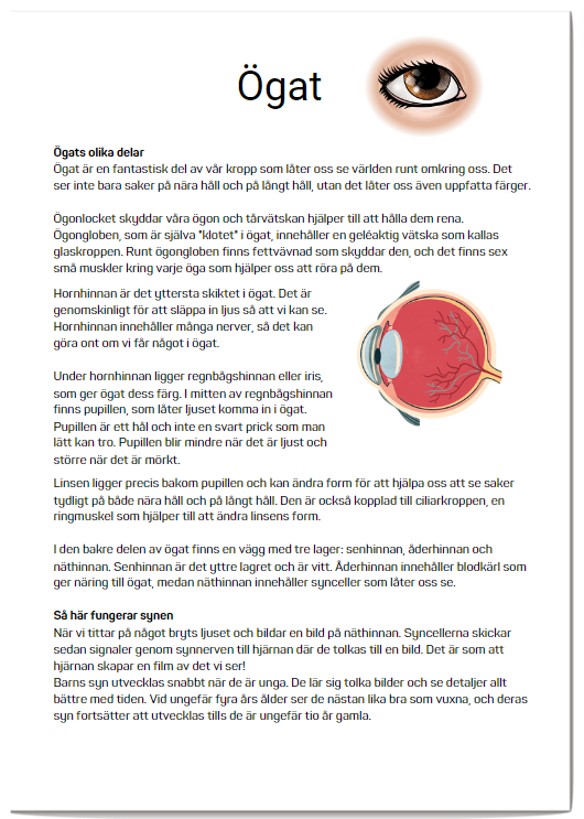 Ögat och synen