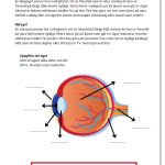 Ögat och synen - bild 3