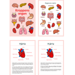 Kroppens organ: Faktahäfte - bild 2